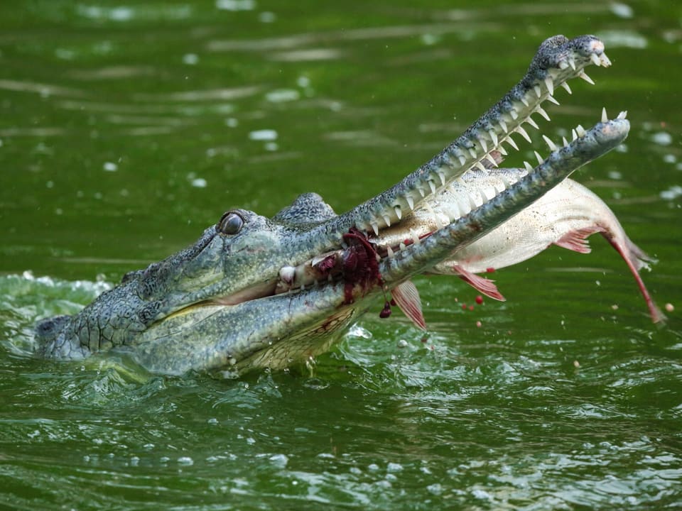 Wildlife of the Narayani