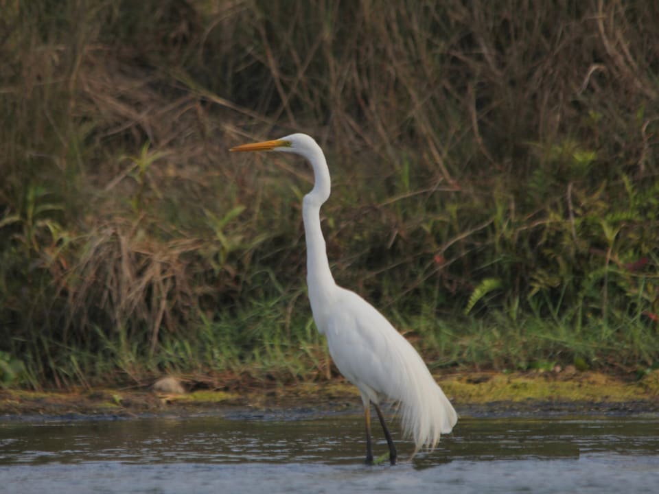 A great egret standing at the edge of the river in the morning