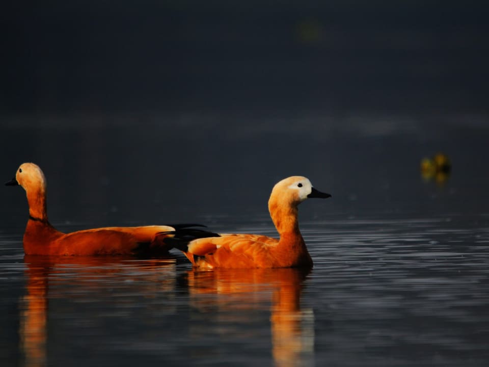 A pair of ruddy shelducks on still water